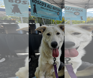 German Shepherd Dog Dogs for adoption in Kankakee, IL, USA