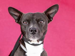 Rat Terrier Dogs for adoption in Pasadena, CA, USA