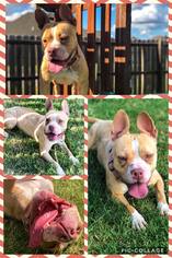 American French Bull Terrier Dogs for adoption in Lawton, OK, USA