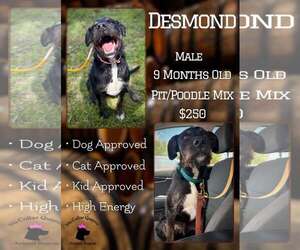 Poodle (Standard)-Unknown Mix Dogs for adoption in Jacksonville, NC, USA