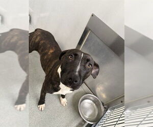 Mutt Dogs for adoption in Fayetteville, NC, USA