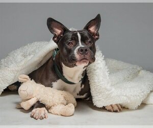 American Boston Bull Terrier Dogs for adoption in Los Angeles, CA, USA