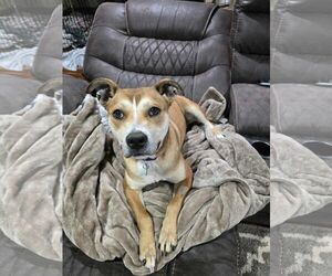 American Pit Bull Terrier-American Staffordshire Terrier Mix Dogs for adoption in Frankenmuth, MI, USA
