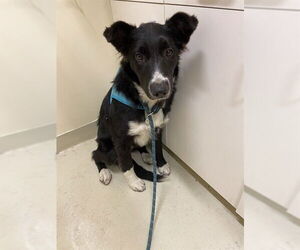 Border Collie Dogs for adoption in Fremont, CA, USA