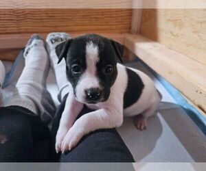 Labrador Retriever-Unknown Mix Dogs for adoption in Rockaway, NJ, USA