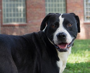 Labrador Retriever-Unknown Mix Dogs for adoption in Oxford, NC, USA