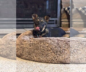 Shepradors Dogs for adoption in Princeton, MN, USA