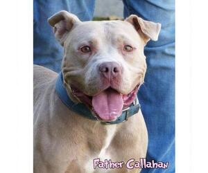 American Staffordshire Terrier-Unknown Mix Dogs for adoption in Mason, MI, USA
