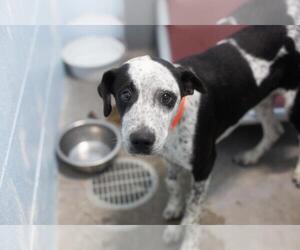 Bluetick Coonhound-Border Collie Mix Dogs for adoption in Mountain Home, AR, USA