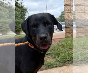 Rottweiler Dogs for adoption in Hillsboro, NH, USA