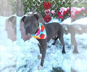 Mutt Dogs for adoption in Oklahoma City, OK, USA