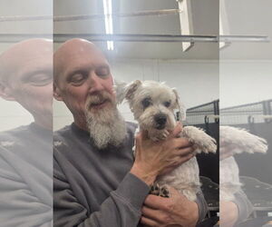 Shih Tzu-Unknown Mix Dogs for adoption in Thomasville, NC, USA