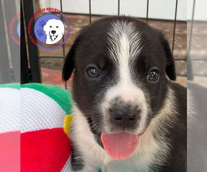 Great Pyrenees Dogs for adoption in Spring, TX, USA