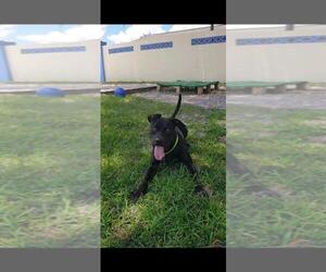 Mutt Dogs for adoption in Sebring, FL, USA