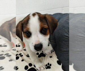 Beagle Dogs for adoption in York, SC, USA