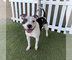 Mutt Dogs for adoption in Modesto, CA, USA