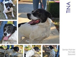 Toy Rat Doxie Dogs for adoption in Pembroke, GA, USA