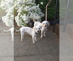Poodle (Miniature)-Unknown Mix Dogs for adoption in Mooresville, NC, USA