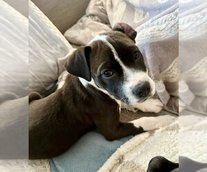 Beagle-Unknown Mix Dogs for adoption in Brewster, NY, USA