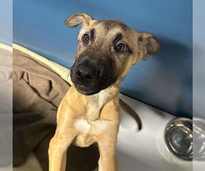 Mutt Dogs for adoption in Woodbury, NY, USA