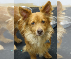 Pembroke Welsh Corgi-Pomeranian Mix Dogs for adoption in Tacoma, WA, USA