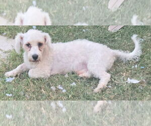 Medium Photo #3 Poodle (Miniature) Puppy For Sale in San Antonio, TX, USA