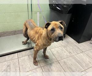 German Shepherd Dog-Unknown Mix Dogs for adoption in Grand Prairie, TX, USA