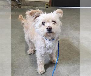 Maltese-Unknown Mix Dogs for adoption in Camarillo, CA, USA