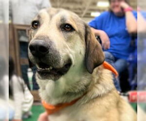 Huskies -Unknown Mix Dogs for adoption in Minneapolis, MN, USA
