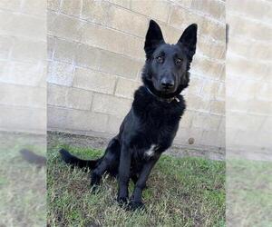 German Shepherd Dog Dogs for adoption in Riverside, CA, USA
