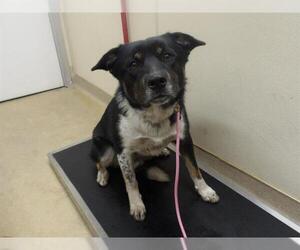 Australian Shepherd-Unknown Mix Dogs for adoption in Santa Rosa, CA, USA