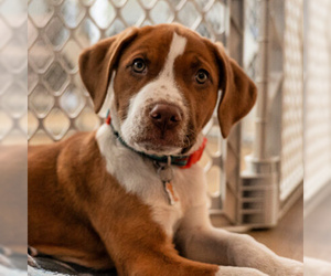 Borador Dogs for adoption in Sunnyvale, CA, USA
