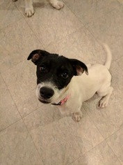 Mutt Dogs for adoption in Rincon, GA, USA