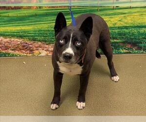 American Pit Bull Terrier-Siberian Husky Mix Dogs for adoption in Moreno Valley, CA, USA