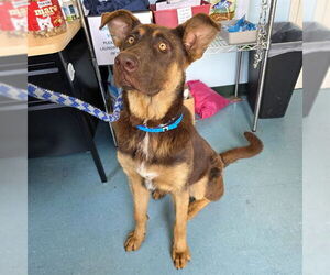 German Shepherd Dog Dogs for adoption in Long Beach, CA, USA