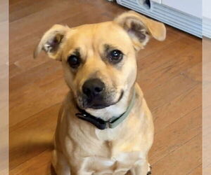 Medium Photo #6 Mutt Puppy For Sale in pomfret, CT, USA
