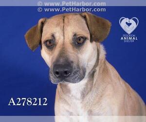Black Mouth Cur Dogs for adoption in Stockton, CA, USA