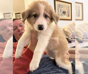 Aussie Pyrenees Dogs for adoption in Mechanicsburg, PA, USA