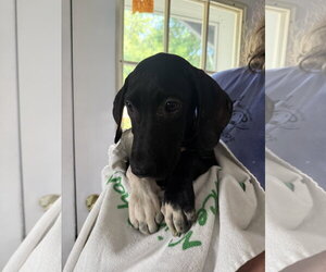 Labrador Retriever-Unknown Mix Dogs for adoption in Sterling, MA, USA