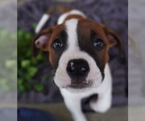 American Staffordshire Terrier-Boxer Mix Dogs for adoption in Chester, VA, USA