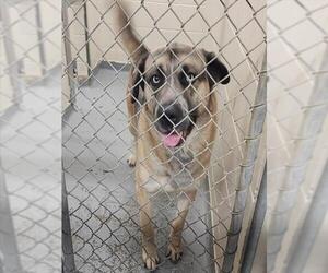 Gerberian Shepsky Dogs for adoption in Anchorage, AK, USA