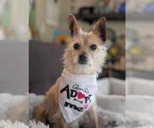 Mutt Dogs for adoption in Littleton, CO, USA