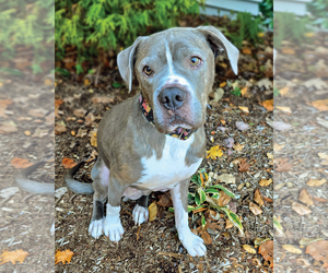 American Bulldog Dogs for adoption in Westminster, MA, USA