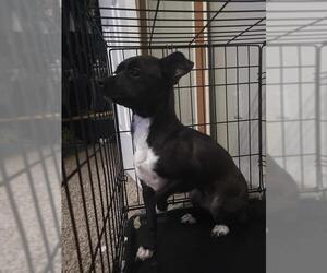 Dachshund-Unknown Mix Dogs for adoption in San Antonio, TX, USA