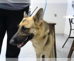 German Shepherd Dog Dogs for adoption in Pasadena, TX, USA