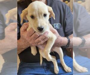 Labrador Retriever Dogs for adoption in Carrollton, TX, USA