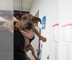 Dachshund-Unknown Mix Dogs for adoption in Bakersfield, CA, USA