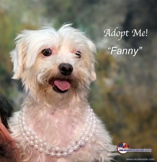 Maltese Dogs for adoption in Acton, CA, USA