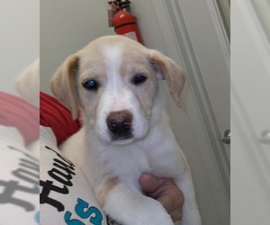 Labrador Retriever-Unknown Mix Dogs for adoption in Spring, TX, USA