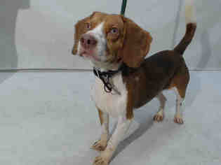 Beagle Dogs for adoption in Orlando, FL, USA